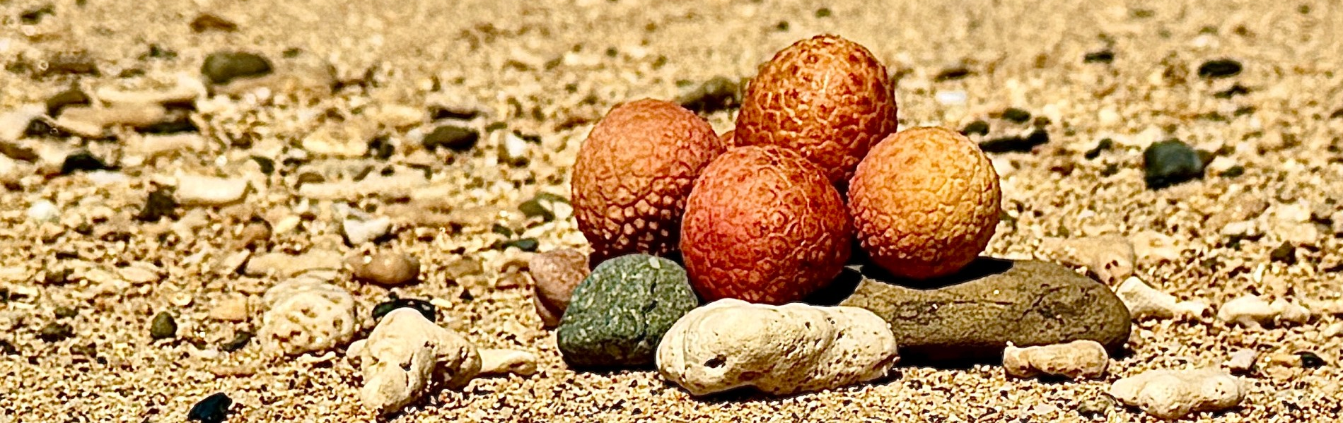 ベトナム農家さんを応援しましょう！